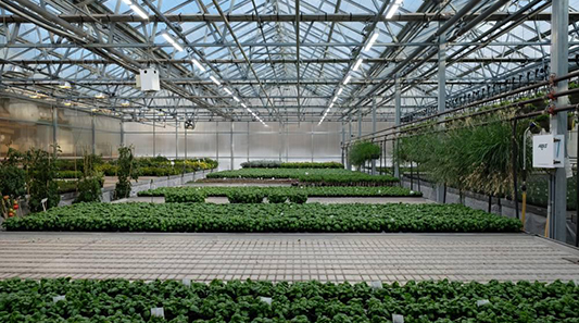 Agricultura del futur: il·luminació d'horticultura brillant