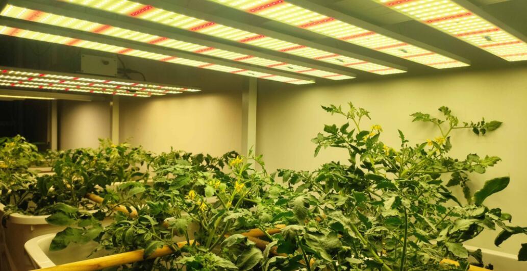 Iluminación LED para horticultura