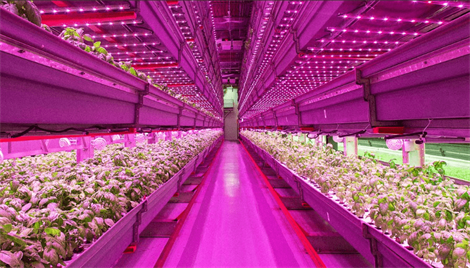 LED բույսերի լուսավորությունը շարունակում է աճել