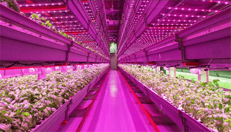 La il·luminació LED de les plantes continua creixent