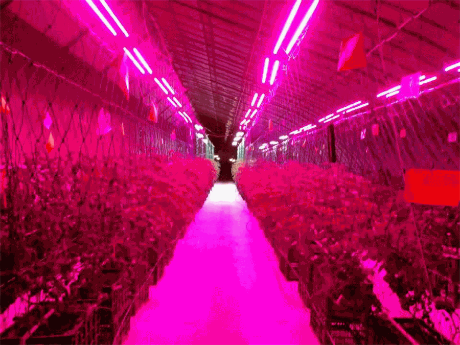 Competição de iluminação de plantas: ataque “azarão” da iluminação LED