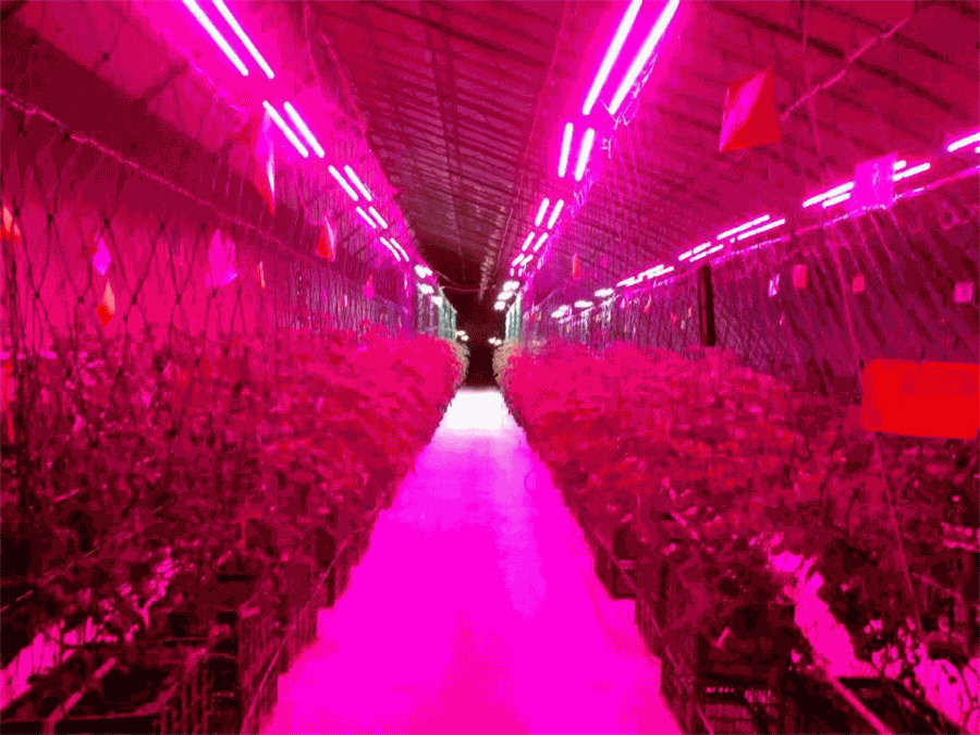 Plant lighting competition: LED lighting “dark horse” strikes